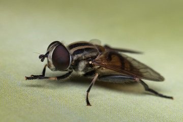House fly, fly