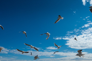 Beautiful Seagulls flying in the sky