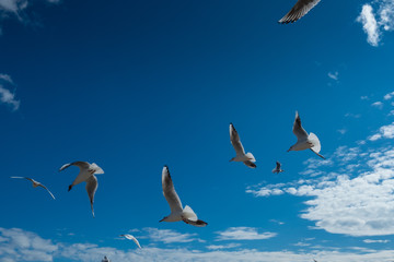 Beautiful Seagulls flying in the sky