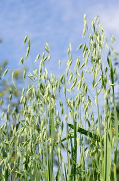Green oats on the background of blue sky