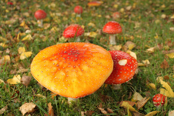 Mehrere Pilze auf Wiese