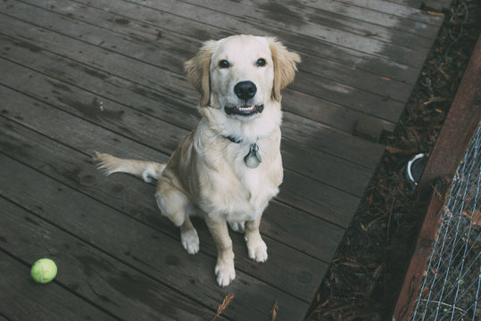 Portrait of dog sitting on floorboard