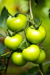 Green tomatoes close up macro