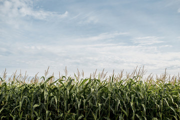 Scenic view of corn field against cloudy sky