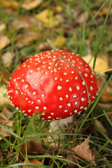 Nahaufnahme eines Fiegenpilzes Pilzhut Pilzschirm