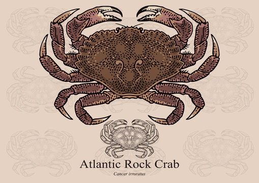 Atlantic Rock Crab. Vector illustration for artwork in small sizes. Suitable for graphic and packaging design, educational examples, web, etc.