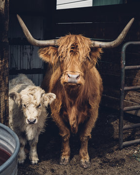 Portrait of highland cattle and calf standing in barn