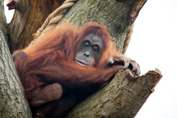 Sleeping Orangutang In Irish Zoo