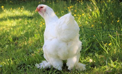 Poule hen Brahma splash dans l'herbe 
