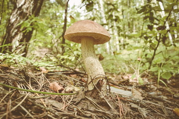 White mushroom vintage filter