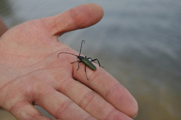 Beautiful green bug sits on a palm 