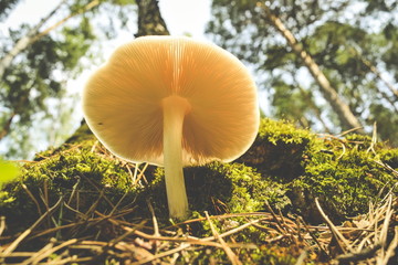 White mushrooms on a tree trunk vintage filter