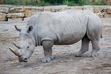 White Rhinoceros At Irish Zoo