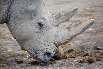Fototapeta premium White Rhinoceros At Irish Zoo