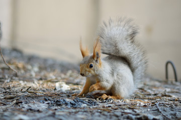 Gray squirrel