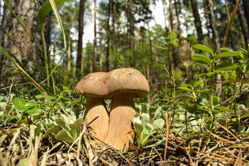 White mushroom vintage filter