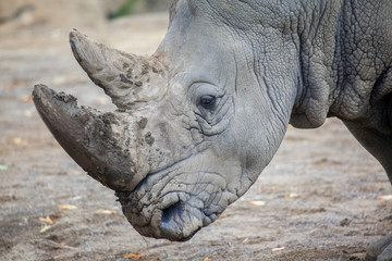 White Rhinoceros At Irish Zoo