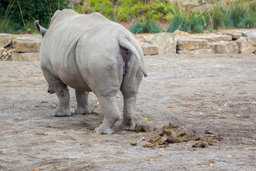 White Rhinoceros At Irish Zoo