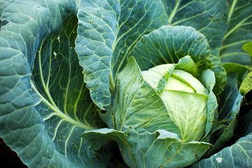 Fototapeta premium Big fresh cabbage in garden