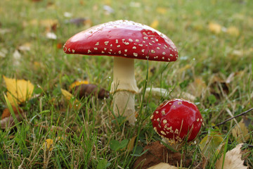 Zwei leuchtend rote Fliegenpilze auf einer Wiese