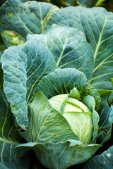 Organic cabbage growing in garden on farm