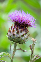 Cardoon (Cynara Cardunculus) Also Called The Artichoke Thistle Flower