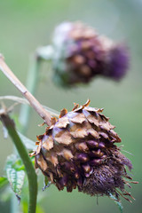 Cardoon (Cynara Cardunculus) Also Called The Artichoke Thistle Flower