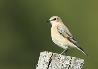 Traquet motteux en migration!