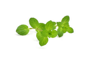 mięta © robert6666