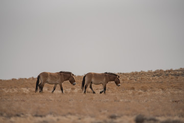 cheval de Przewalski