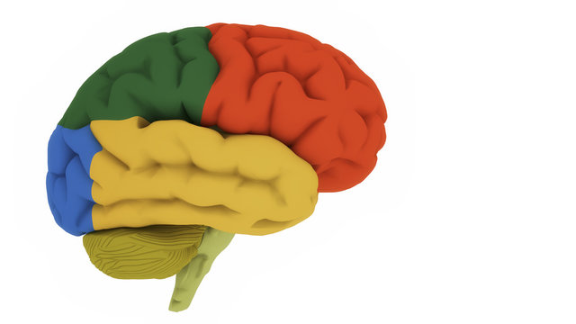 3d render. Brain colord areas