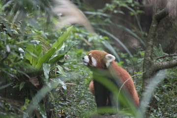 Red Panda Sitting in the forest at ZooTaipei