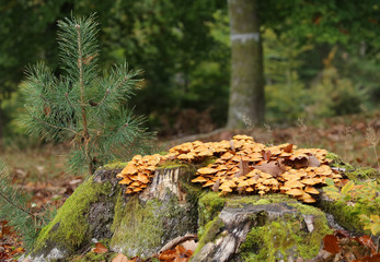 Champignons sur souche!