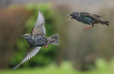 Etourneaux bagarreurs!