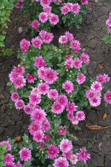 Top view of Chrysanthemum with pink flowers
