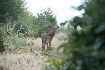 Faon de biche surpris!