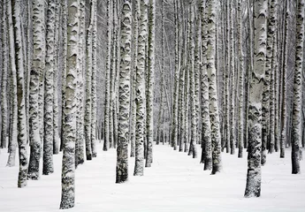 Rolgordijnen Besneeuwde stammen van berkenbomen in winterbos © Elena Kovaleva