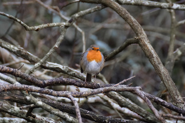 Robin bird on a branch in the forest in the netherlands