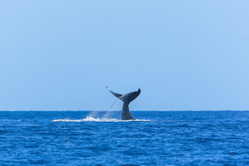 Fototapeta na wymiar Humpback whale swimming in the Pacific Ocean, tail of the whale diving 