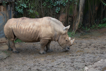 Naklejka premium White Rhinoceros