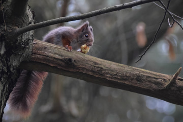 Squirrel on a branch in the forest eating chestnut in the netherlands