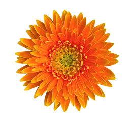 Orange gerbera daisy flower top view isolated on white background, clipping path included