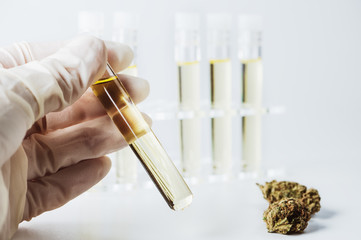 Medizinisches Cannabis Öl im Labor 