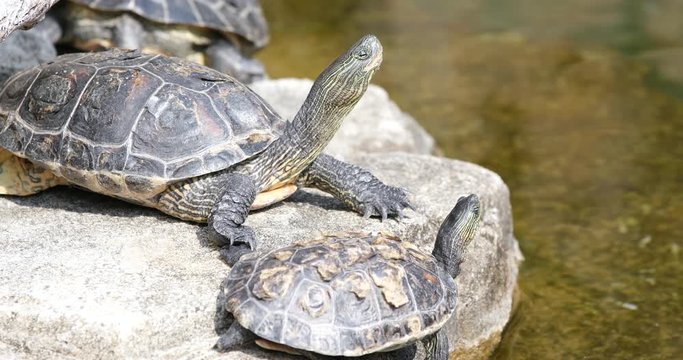 Pond Turtle on rock