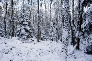 Fototapeta premium Winterwunderland in den Vogesen