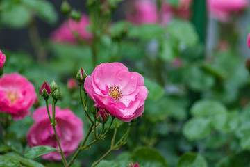 Obraz na płótnie Canvas ピンクのバラの花と蕾