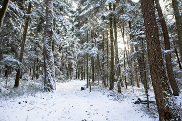 Weg am Mont Saint Odile in den Vogesen