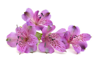 Fototapeta na wymiar Beautiful alstroemeria lily flowers on white background