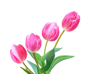 A flower of  pink tulips bouquet in backgound