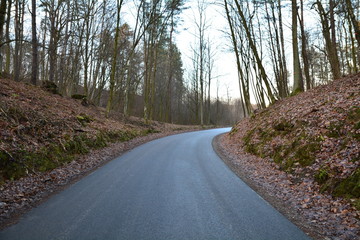 droga asfaltowa przez las